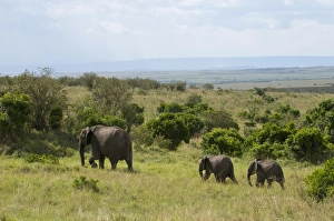 Images Dated 1st October 2008: African elephant and young (Loxodonta africana), Masai Mara National Reserve