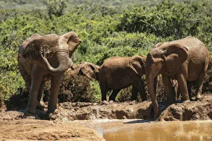 Addo Elephant National Park Gallery: African Elephants, Addo Elephant National Park, Eastern Cape, South Africa, Africa
