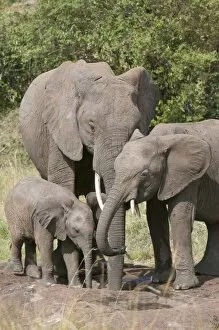 Images Dated 1st October 2008: African elephants and baby (Loxodonta africana), Masai Mara National Reserve