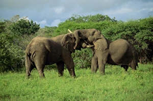 Kruger Prints: Two African elephants greeting