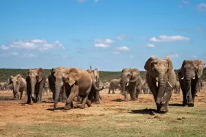 Safari Animals Gallery: African elephants (Loxodonta africana) at Hapoor waterhole, Addo Elephant National Park