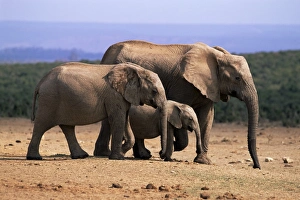 African elephants (Loxodonta africana)