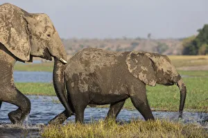 African elephants (Loxodonta africana), Chobe river, Botswana