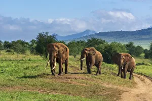 Tsavo Prints: African elephants (Loxodonta africana), Lualenyi, Tsavo Conservation Area, Kenya