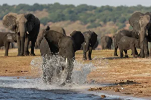 African elephants (Loxodonta africana), Chobe National Park, Botswana, Africa