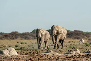 Savanna Prints: African elephants (Loxodonta africana), Nxai Pan National Park, Botswana, Africa