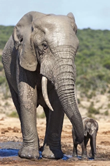 Togetherness Gallery: African elephants (Loxodonta africana) adult and baby, Addo National Park, Eastern Cape