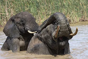 Tusk Gallery: African elephants (Loxodonta africana) bathing, Addo elephant national park, Eastern Cape