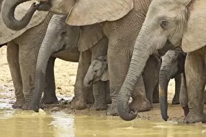 Images Dated 9th November 2006: African elephants (Loxodonta africana) drinking