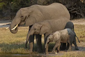 African elephants (Loxodonta africana) drinking, Chobe river, Botswana