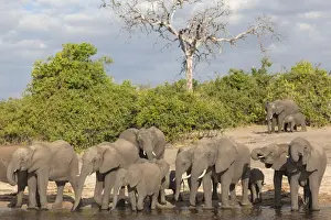 African elephants (Loxodonta africana) drinking at river, Chobe River, Botswana, Africa