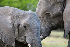 Two African elephants (Loxodonta africana) female and a sub-adult, Khwai Concession