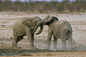 Dusty Prints: Two African elephants (Loxodonta africana) fighting