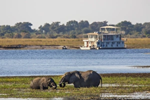 African elephants (Loxodonta africana) grazing, Chobe River, Botswana, Africa