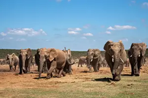 Large Group Of Animals Prints: African elephants (Loxodonta africana) at Hapoor waterhole