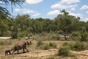 African elephants (Loxodonta africana) heading off from the water, Madikwe reserve, North West Province, South Africa, Africa