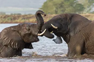 African elephants (Loxodonta africana) playfighting in water, Zimanga game reserve