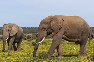 African elephants (Loxodonta africana) in springflowers, Addo elephant national park