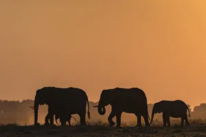 African elephants (Loxodonta africana) at sunset, Chobe National Park, Botswana, Africa
