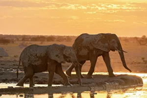 Savanna Prints: African elephants (Loxodonta africana) at sunset, Nxai Pan National Park, Botswana, Africa