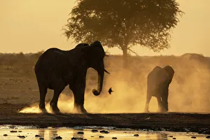 Strong Prints: African elephants (Loxodonta africana) at sunset, Nxai Pan National Park, Botswana, Africa