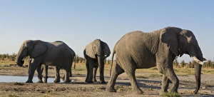 Wide Angle View Prints: African elephants (Loxodonta africana) at waterhole, Botswana, Africa
