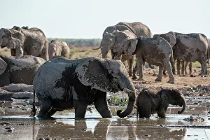 Savanna Prints: African elephants (Loxodonta africana) at waterhole