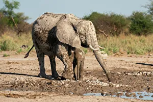 Savanna Prints: African elephants (Loxodonta africana) at waterhole