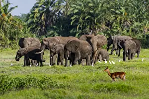 Antelope Prints: African elephants (Loxodonta), Amboseli National Park, Kenya, East Africa, Africa