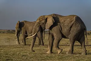 Savannas Prints: African elephants (Loxodonta), Oi Pejeta Natural Conservancy, Kenya, East Africa, Africa