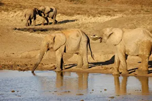 Elephant Prints: African elephants, Madikwe game reserve, Madikwe, South Africa, Africa
