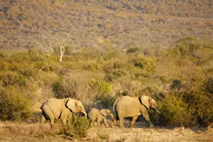Elephants Prints: African elephants, Madikwe game reserve, Madikwe, South Africa, Africa