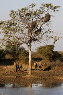 Elephants Prints: African elephants, Madikwe game reserve, Madikwe, South Africa, Africa