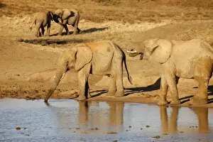 Images Dated 22nd July 2010: African elephants, Madikwe game reserve, Madikwe, South Africa, Africa