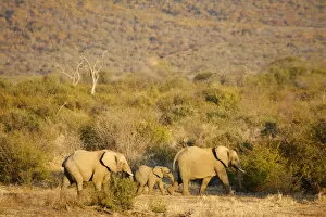 Images Dated 22nd July 2010: African elephants, Madikwe game reserve, Madikwe, South Africa, Africa