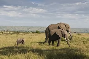 African elephants and young calf (Loxodonta africana), Masai Mara National Reserve