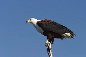 Eagle Prints: African fish eagle