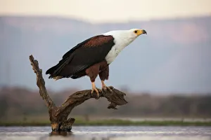 Avian Prints: African fish eagle (Haliaeetus vocifer), Zimanga private game reserve, KwaZulu-Natal