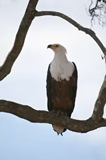 Images Dated 10th October 2009: African fish eagle (Haliaeetus vocifer), Masai Mara, Kenya, East Africa, Africa
