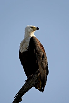 Images Dated 15th November 2007: African Fish Eagle (Haliaeetus vocifer), Kruger National Park, South Africa, Africa