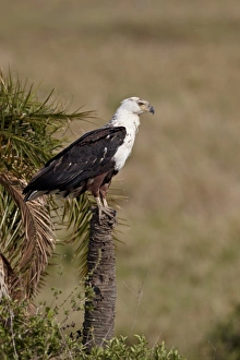 African fish eagle (Haliaeetus vocifer), Serengeti National Park, Tanzania
