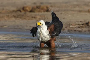 African fish eagle (Haliaeetus vocifer) bathing, Chobe river, Botswana