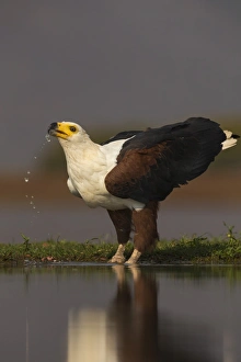 Foreground Focus Prints: African fish eagle (Haliaeetus vocifer) drinking