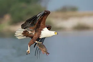 Wild Animals Prints: African fish eagle (Haliaeetus vocifer) fishing, Chobe National Park, Botswana, Africa