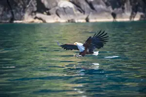 African fish eagle (Haliaeetus vocifer) hunting fish, Nkhata Bay, Lake Malawi, Malawi