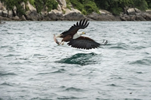 Malawi Prints: African fish eagle (Haliaeetus vocoder), bird of prey, Malawi, Africa