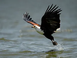 Spread Wings Prints: An African Fish Eagle (Icthyophaga vocifer)