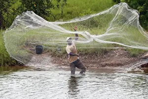 Fishing Net Prints: African fisherman throwing net into the river in traditional way, Aneho, Togo