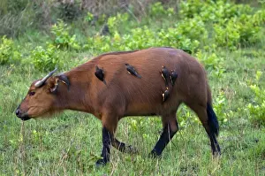 Buffalo Prints: African forest buffalo (Syncerus caffer nanus) with yellow-billed oxpeckers (Buphagus africanus) clinging to its flanks