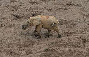 Dzanga Prints: African forest elephant (Loxodonta cyclotis)